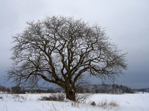 pstree and tree command